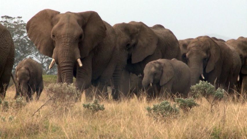 Elephants
