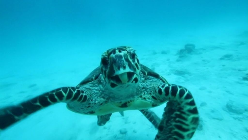 Ocean Life