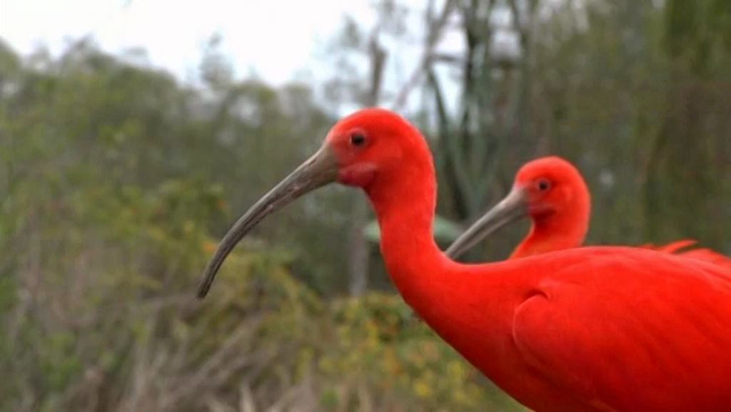 World of Birds