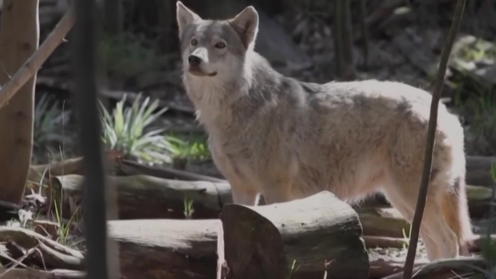 Wolves